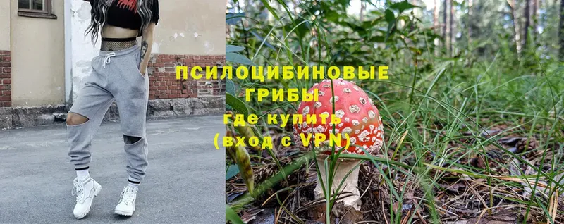 Псилоцибиновые грибы Psilocybe  Короча 